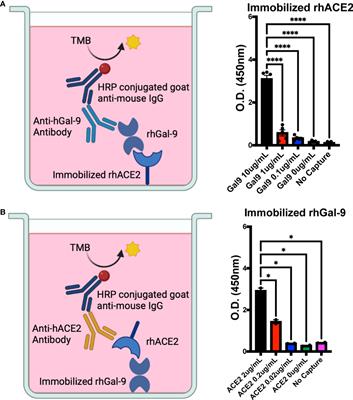 Galectin-9 protects humanized-ACE2 immunocompetent mice from SARS-CoV-2 infection